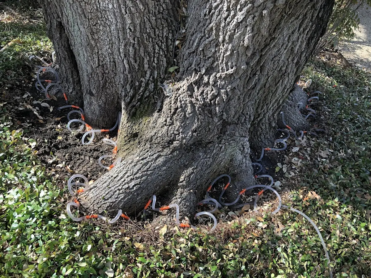 Detailed Tree Cabling and Bracing job site in Stantonville