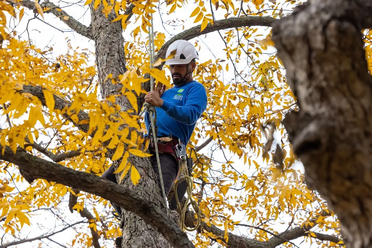 Skilled Storm Damage Cleanup crew working in Stantonville